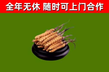 齐齐哈尔烟酒回收冬虫夏草.jpg